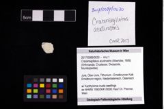 Foto (Objekt + Etikett) von Cracensigillatus acutirostris (Moericke, 1889)  (NHMW-GEO-2017-0089-0030)